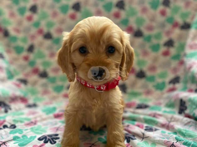 Beautiful F1 cockapoo puppies available for sale in Kidwelly/Cydweli, Carmarthenshire - Image 3