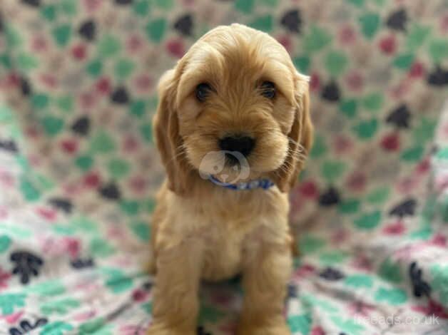 Beautiful F1 cockapoo puppies available for sale in Kidwelly/Cydweli, Carmarthenshire - Image 4