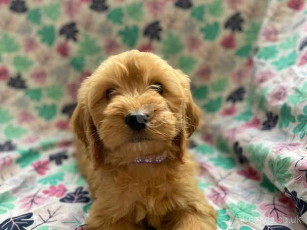 Beautiful F1 cockapoo puppies available for sale in Kidwelly/Cydweli, Carmarthenshire - Image 5