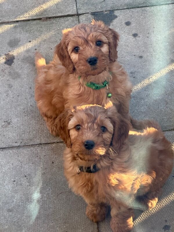 F1 cockapoos two boys remaining for sale in Crook, Durham - Image 2