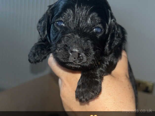 F1 Cockapoo for sale in Durham, County Durham - Image 2