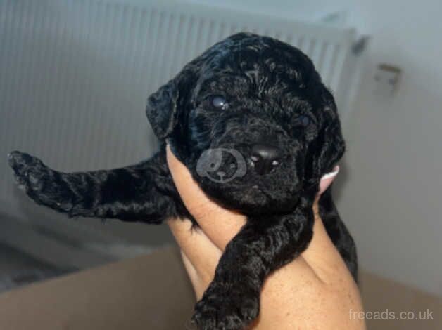 F1 Cockapoo for sale in Durham, County Durham - Image 3