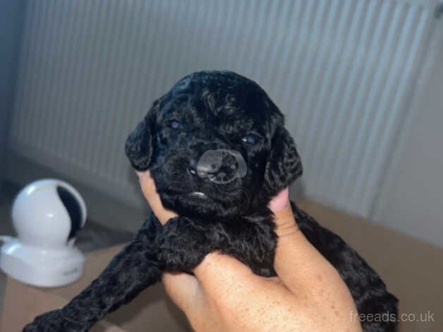 F1 Cockapoo for sale in Durham, County Durham - Image 4