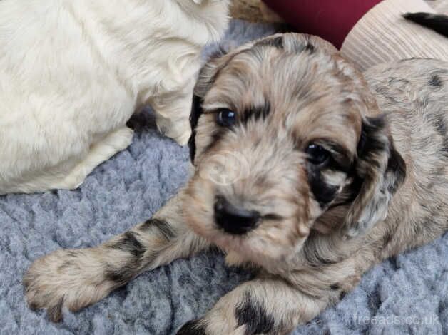 F1 Cockerpoo puppies for sale in Melksham, Wiltshire - Image 1