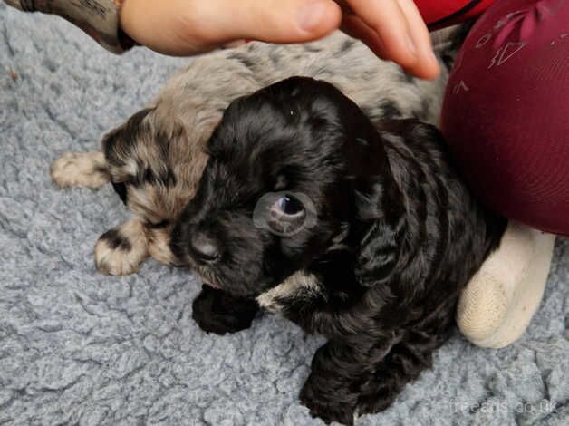 F1 Cockerpoo puppies for sale in Melksham, Wiltshire - Image 2