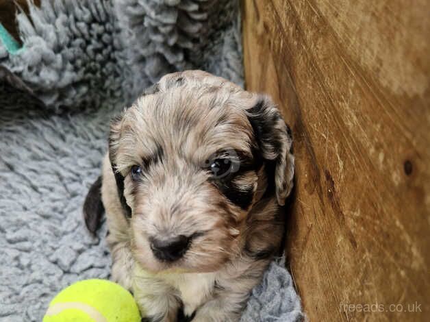 F1 Cockerpoo puppies for sale in Melksham, Wiltshire - Image 3