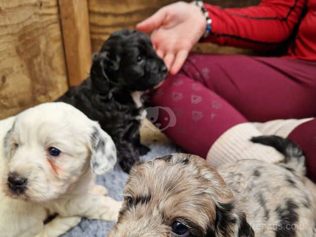 F1 Cockerpoo puppies for sale in Melksham, Wiltshire - Image 4