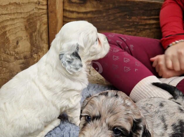 F1 Cockerpoo puppies for sale in Melksham, Wiltshire - Image 5