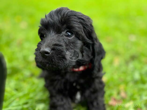 F1 cockerpoo puppies for sale in Wareham, Dorset - Image 1