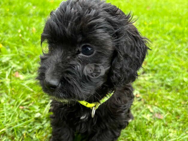 F1 cockerpoo puppies for sale in Wareham, Dorset - Image 2