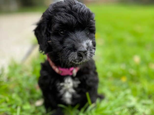 F1 cockerpoo puppies for sale in Wareham, Dorset - Image 3