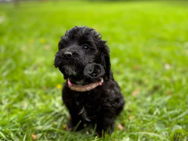 F1 cockerpoo puppies for sale in Wareham, Dorset - Image 4