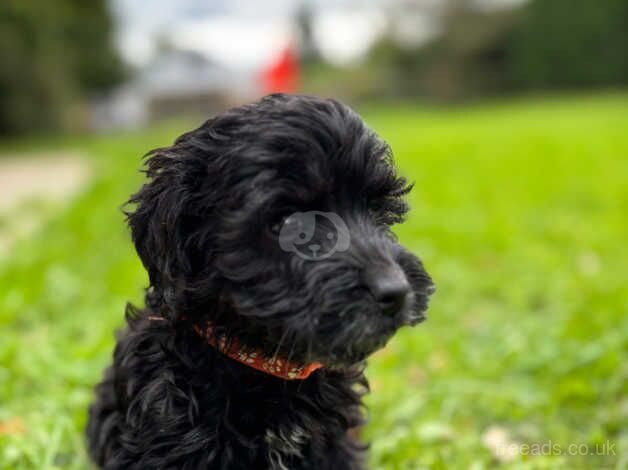 F1 cockerpoo puppies for sale in Wareham, Dorset - Image 5