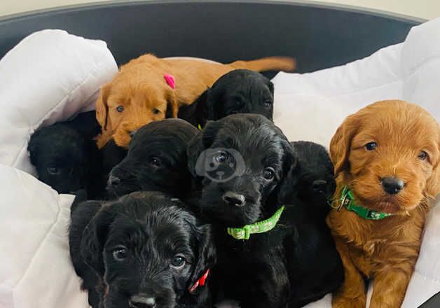 F1 cockerpoo pups for sale in Cobham, Surrey