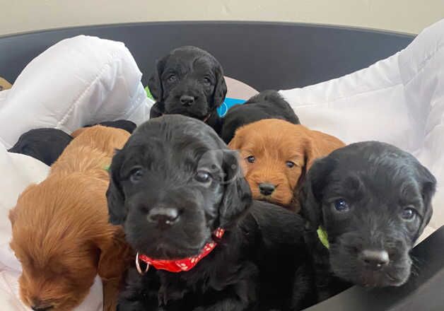 F1 cockerpoo pups for sale in Cobham, Surrey - Image 2