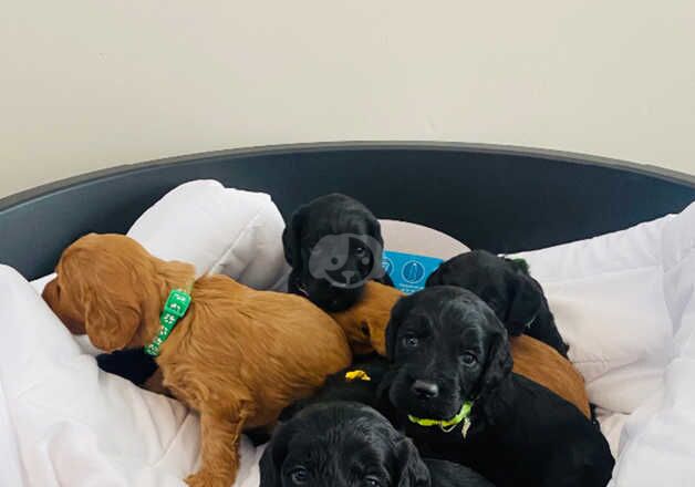 F1 cockerpoo pups for sale in Cobham, Surrey - Image 3