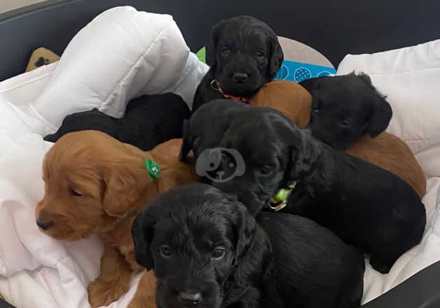 F1 cockerpoo pups for sale in Cobham, Surrey - Image 4