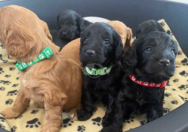 F1 cockerpoo pups for sale in Cobham, Surrey - Image 5