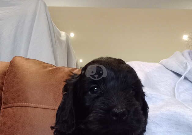 Cockapoo Puppies for sale