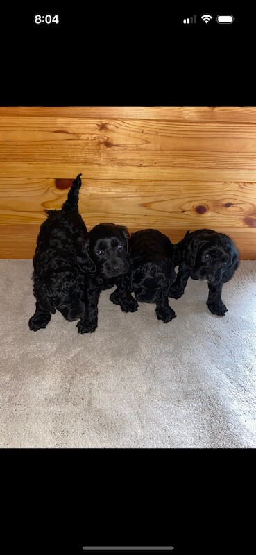 F1 cockapoo puppies for sale in Maidenhead, Berkshire - Image 9