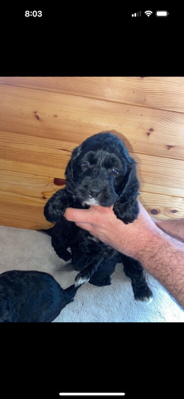 F1 cockapoo puppies for sale in Maidenhead, Berkshire - Image 13