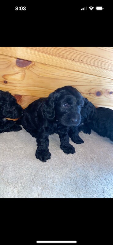 F1 cockapoo puppies for sale in Maidenhead, Berkshire - Image 12