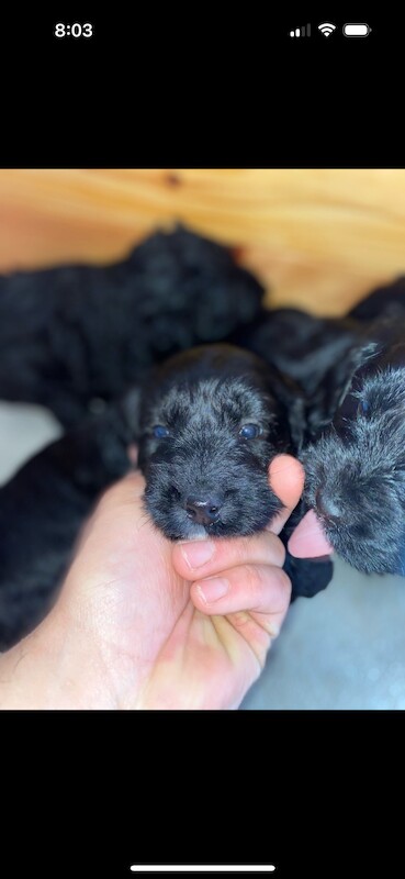 F1 cockapoo puppies for sale in Maidenhead, Berkshire - Image 14