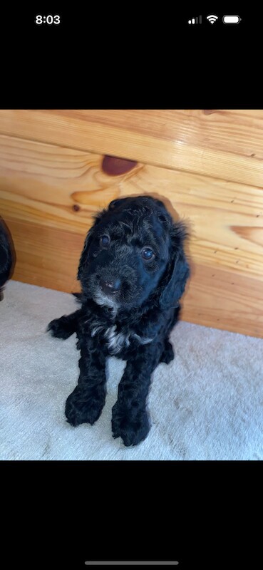 F1 cockapoo puppies for sale in Maidenhead, Berkshire - Image 10