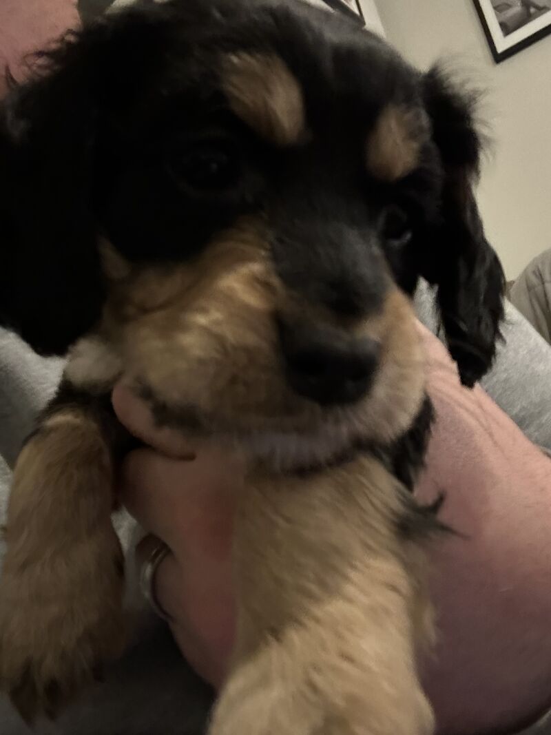 Cockapoo Puppies for sale