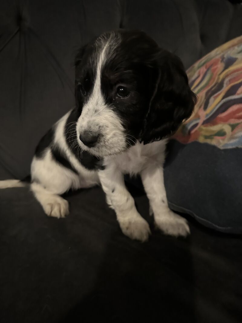 F1 cockpoo puppies for sale in Wigan, Greater Manchester - Image 5