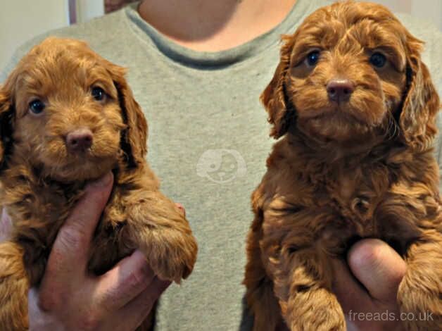 F1 deep red cockapoos for sale in Brighton, East Sussex - Image 2