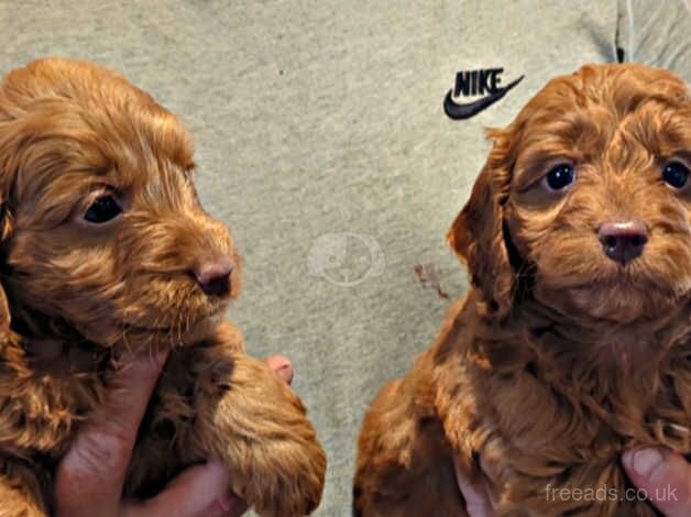 Cockapoo Puppies for sale in East Sussex