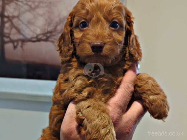 Cockapoo Puppies for sale