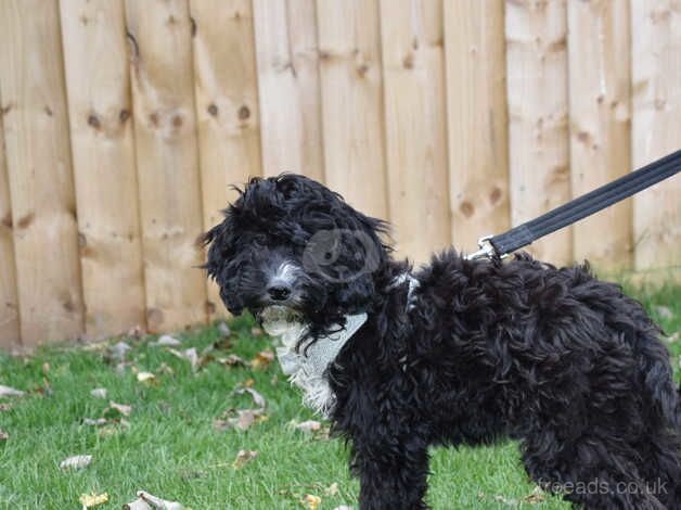 F1 Female Cockapoo Ready Now. for sale in Addlethorpe, Lincolnshire - Image 3