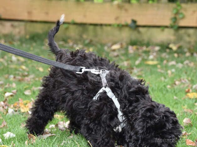 F1 Female Cockapoo Ready Now. for sale in Addlethorpe, Lincolnshire - Image 4