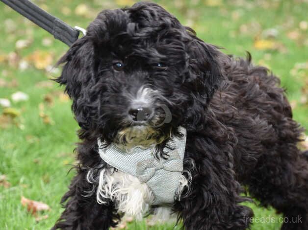 F1 Female Cockapoo Ready Now. for sale in Addlethorpe, Lincolnshire - Image 5