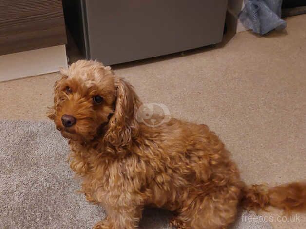 F1 Female cockerpoo for sale in Doncaster, South Yorkshire