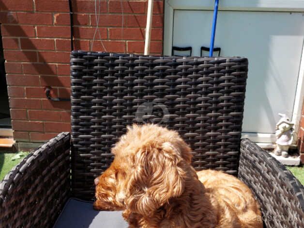 F1 Female cockerpoo for sale in Doncaster, South Yorkshire - Image 2