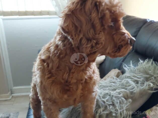 F1 Female cockerpoo for sale in Doncaster, South Yorkshire - Image 3