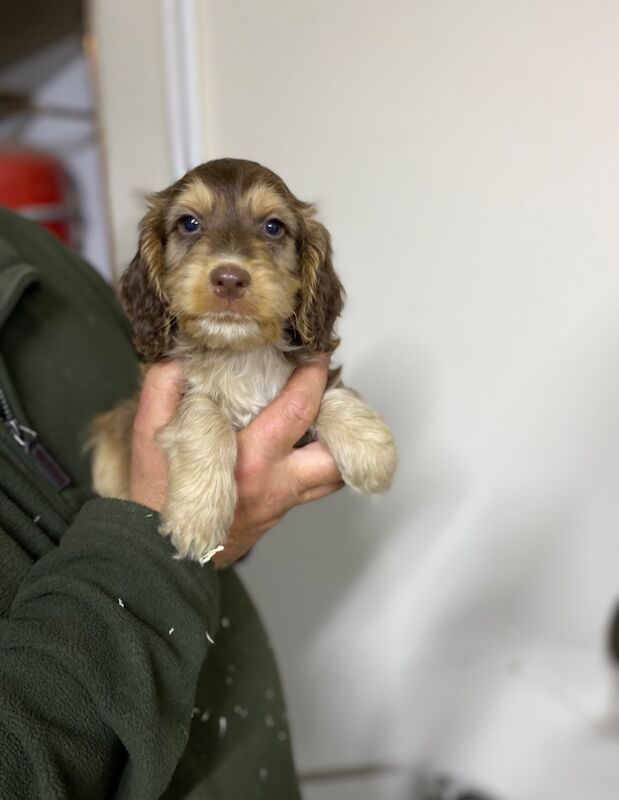 Cockapoo Puppies for sale in Dumfries and Galloway