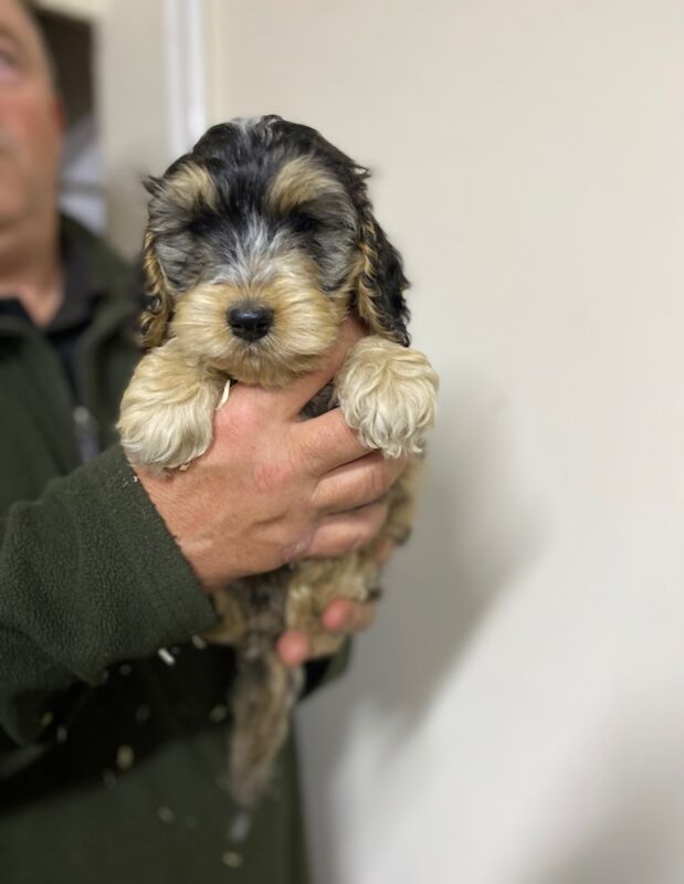 Cockapoo Puppies for sale