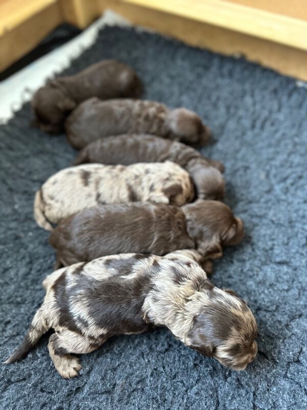 F1 Merle Cockapoos for sale in Verwood, Dorset