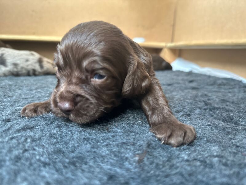 F1 Merle Cockapoos for sale in Verwood, Dorset - Image 2