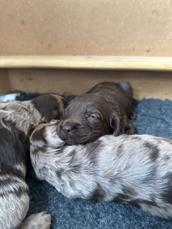 F1 Merle Cockapoos for sale in Verwood, Dorset - Image 3