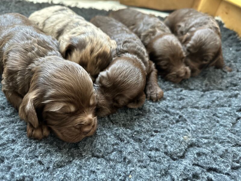 F1 Merle Cockapoos for sale in Verwood, Dorset - Image 4