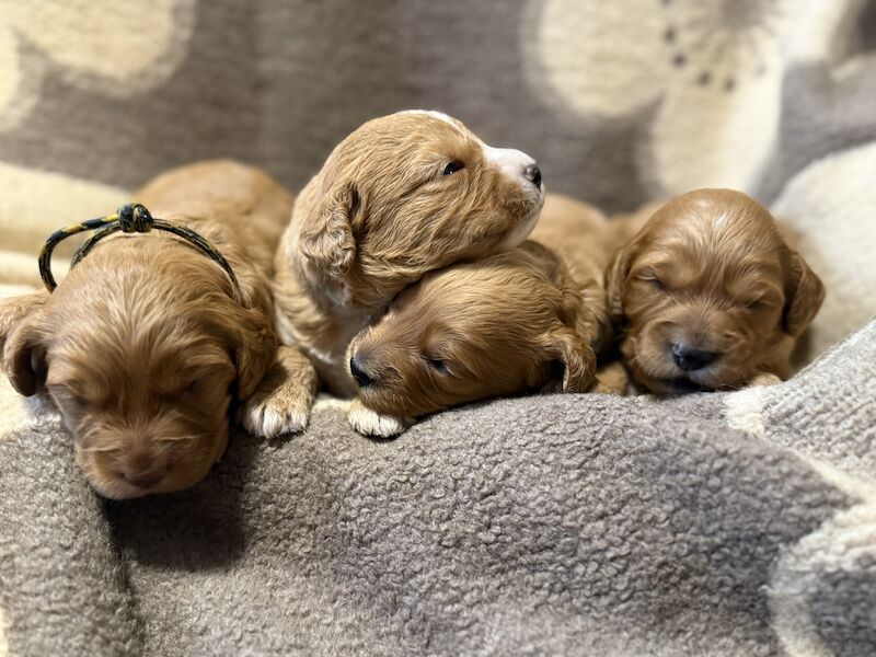 F1 mini Cockapoos APRICOTS 30 dna health tested clear for sale in Pudsey, West Yorkshire