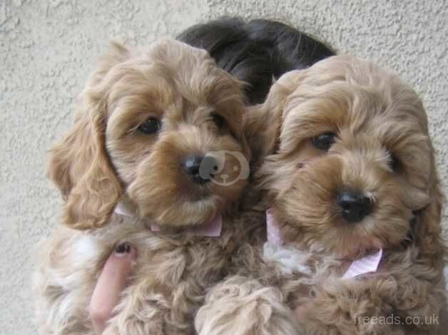 F1 miniature cockapoo puppies for sale in Doncaster, South Yorkshire