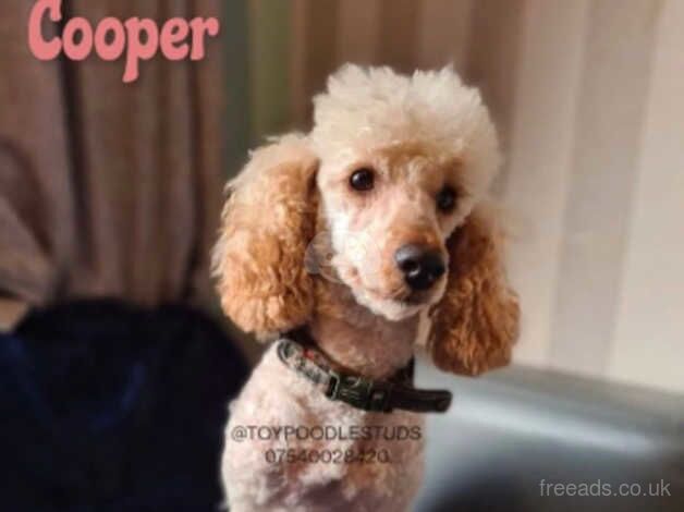 F1 miniature cockapoo puppies for sale in Doncaster, South Yorkshire - Image 3