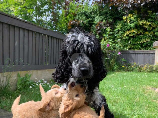 Cockapoo Puppies for sale