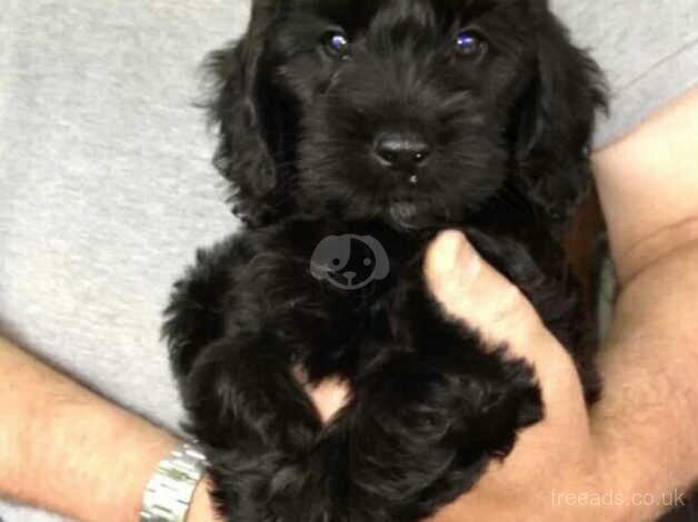 F1 miniature cockapoo puppies for sale in Doncaster, South Yorkshire - Image 5